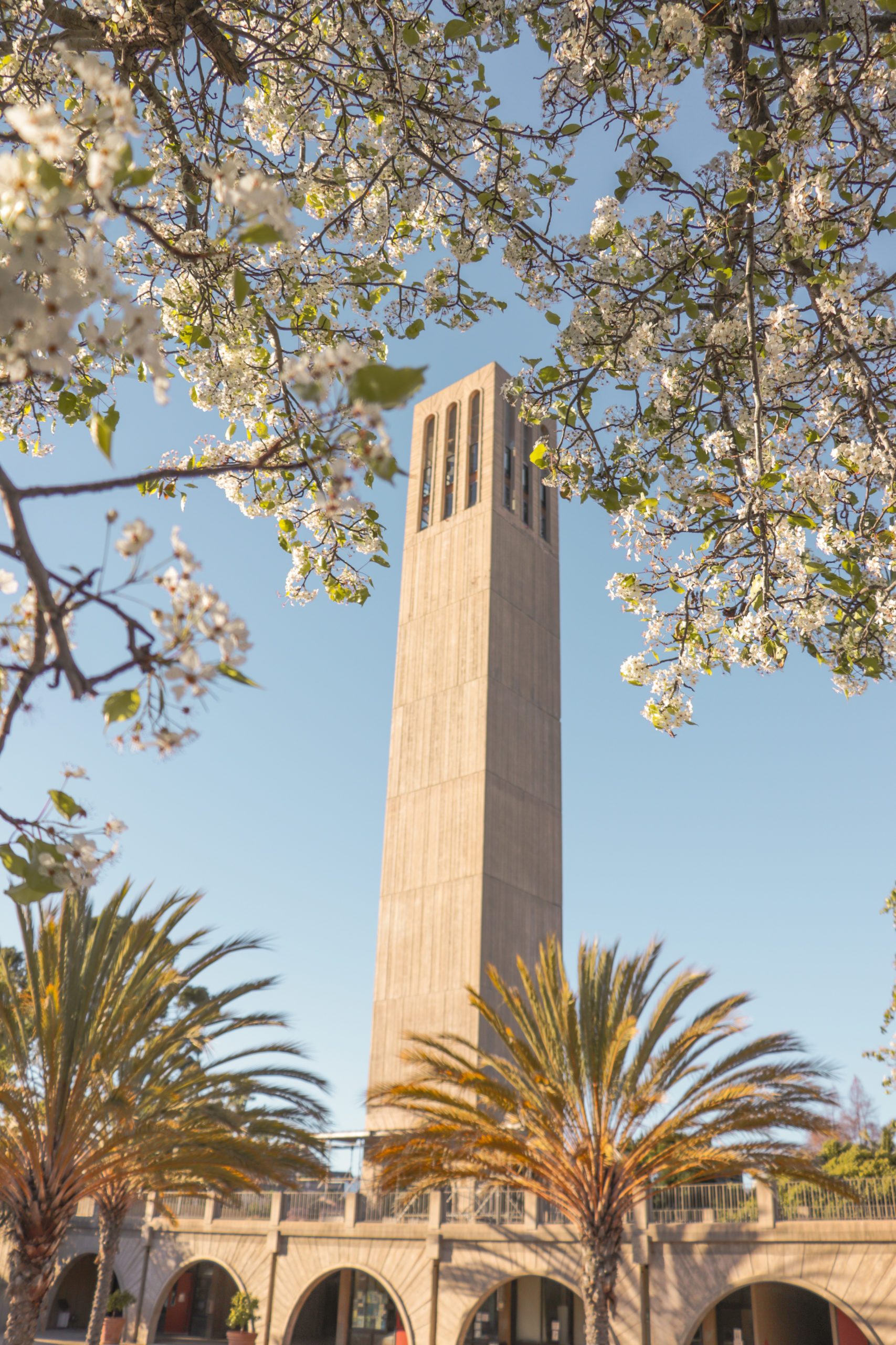 Storke Tower behind some trees.